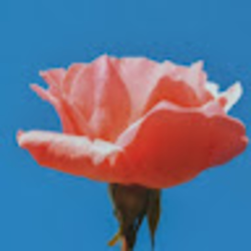 Meet your Posher, Ashyah